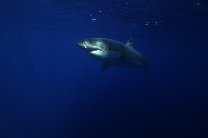 First-time Shark Diver meets a shark!