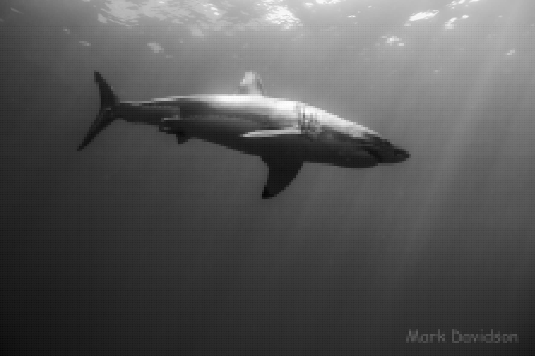 great white basking in the sun black and white photo