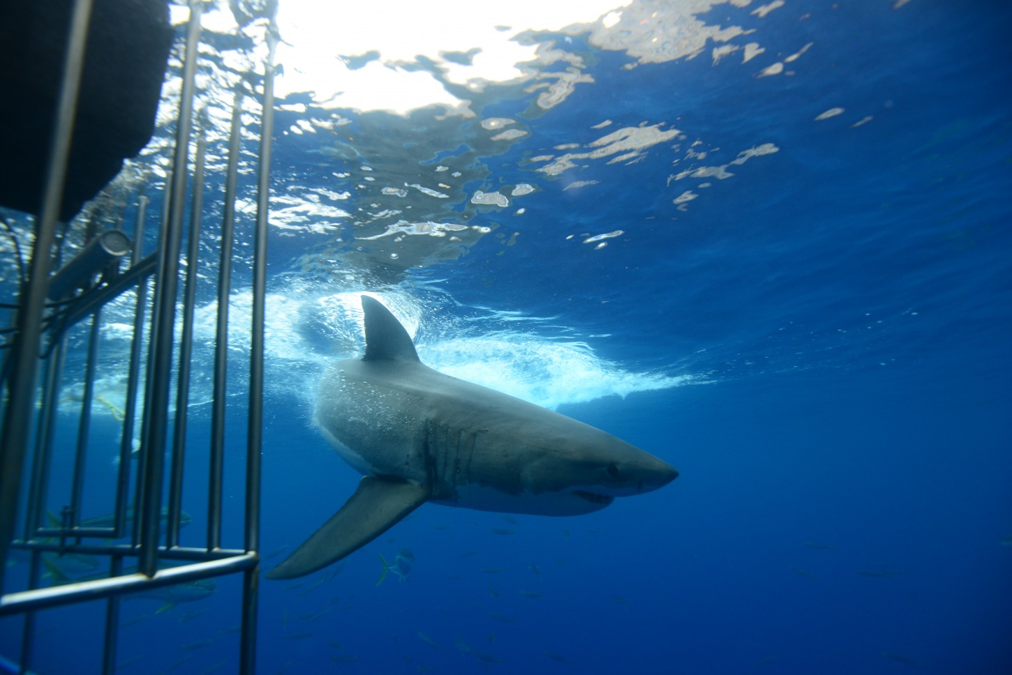 We saw seven different sharks!