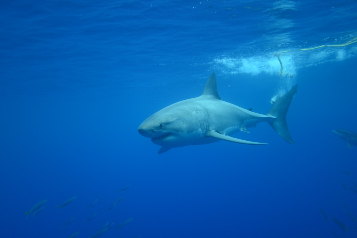 The sharks are spectacular!