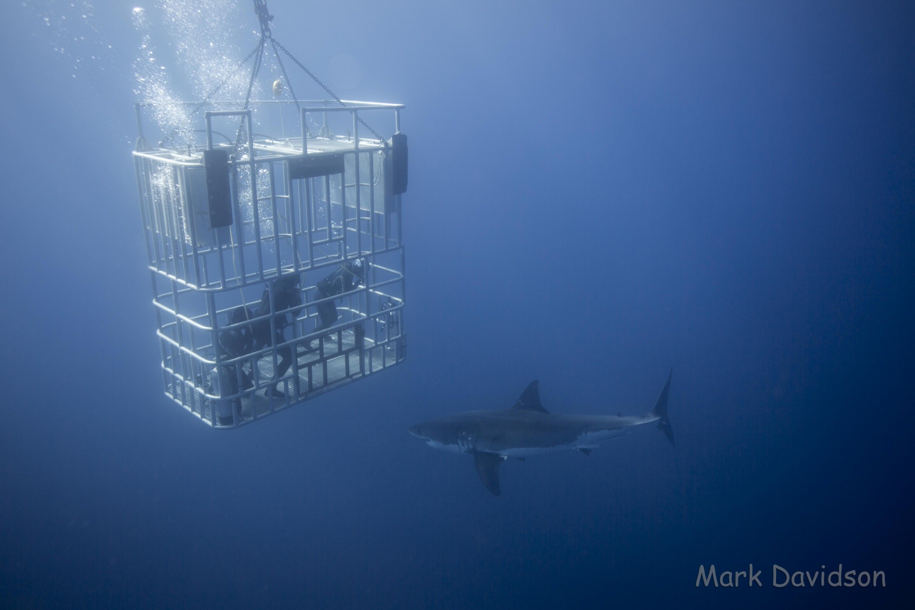 Great Whites: Peaceful and Feisty