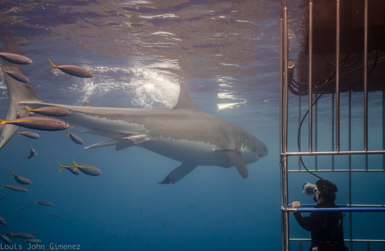 Dive with the most powerful animals!