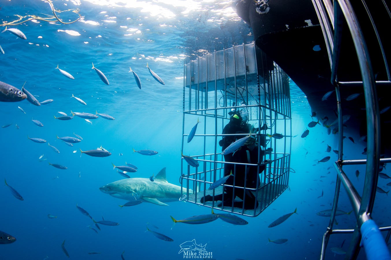 Like a Scene from "Jaws"