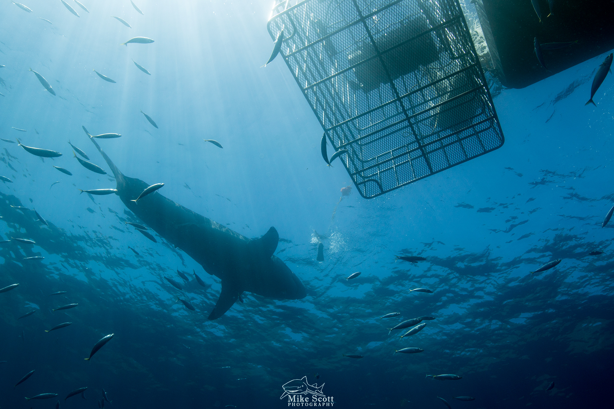 The Apex Predator experience