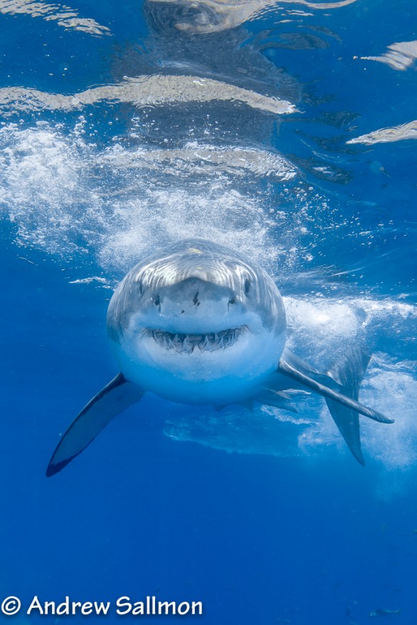My 11th Trip to Guadalupe Island