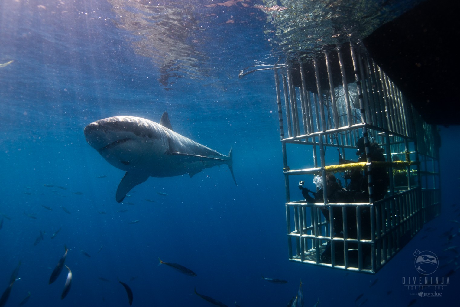 shark cage diving tours in Baja, Mexico