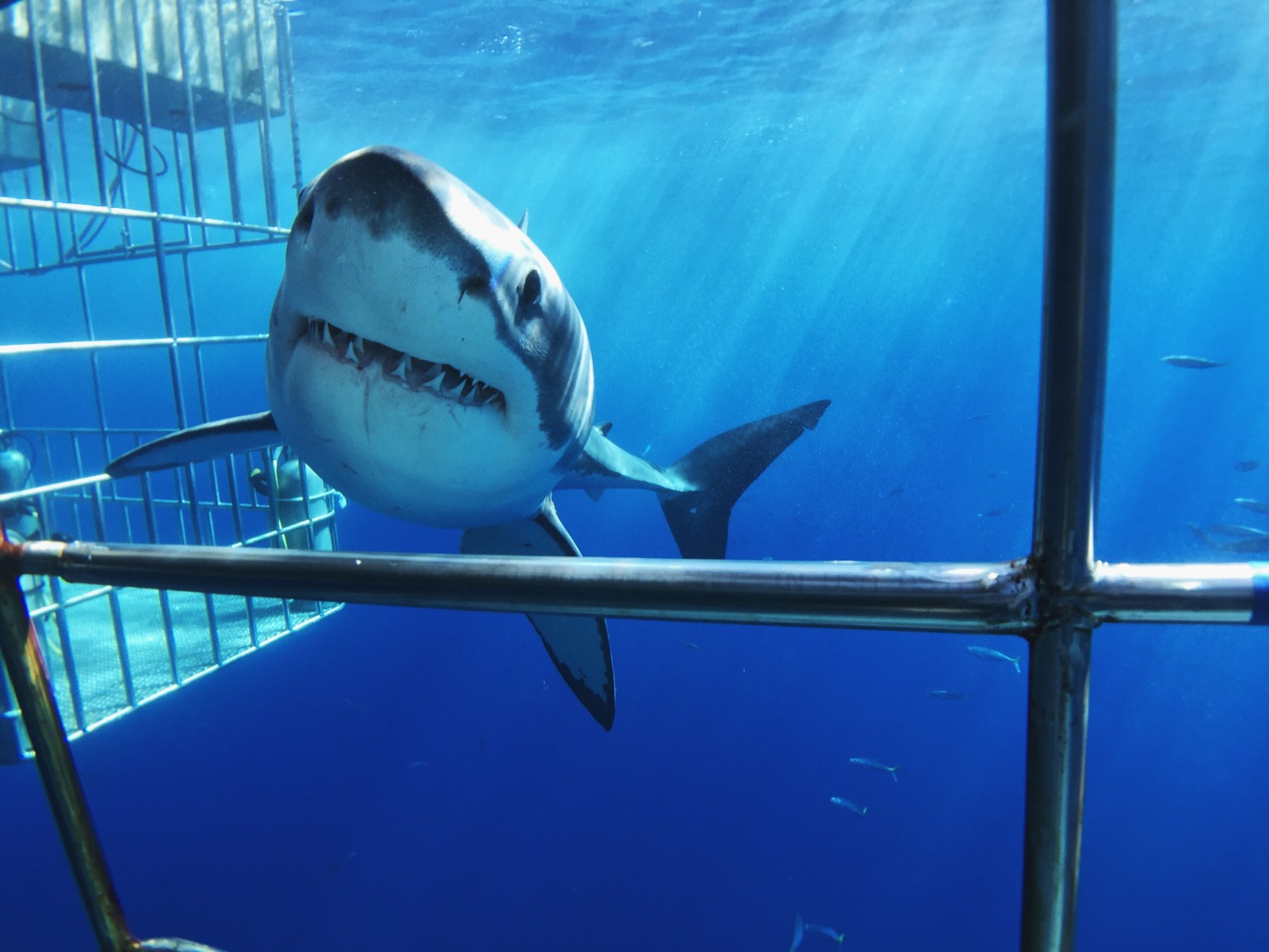 The Great Big White Sharks of the Season