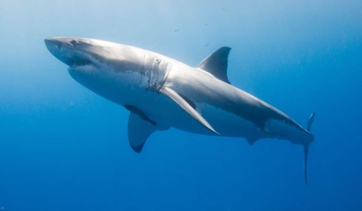 One morning, 15 different sharks.
