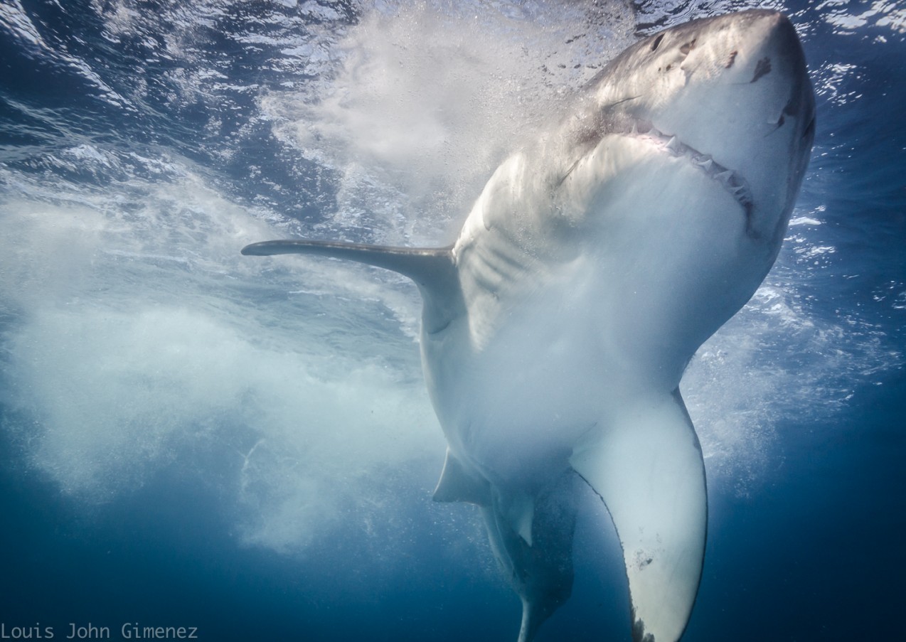 Trip Recaps – Unforgettable Sharks!