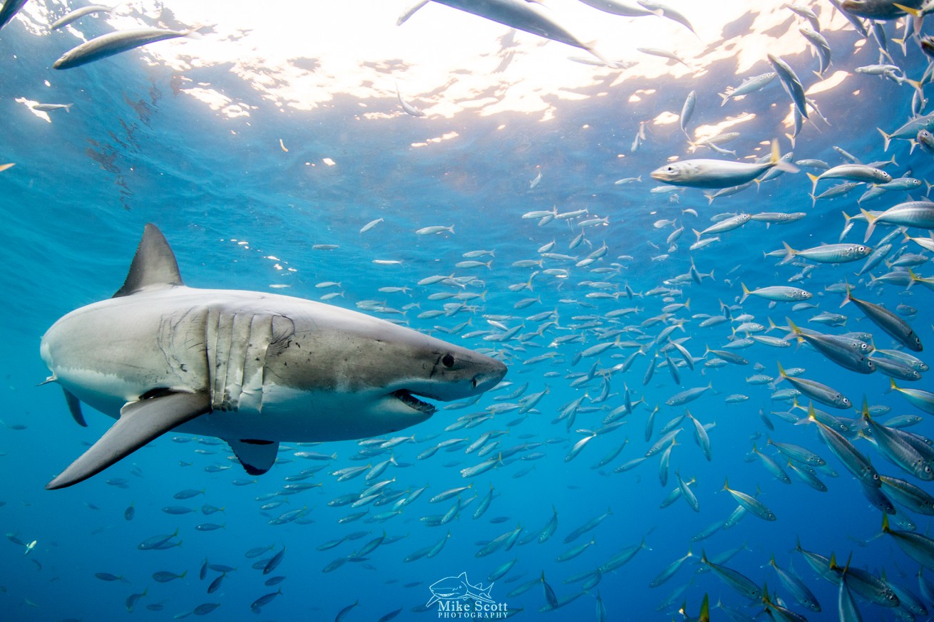 shark cage diving tours in Baja, Mexico