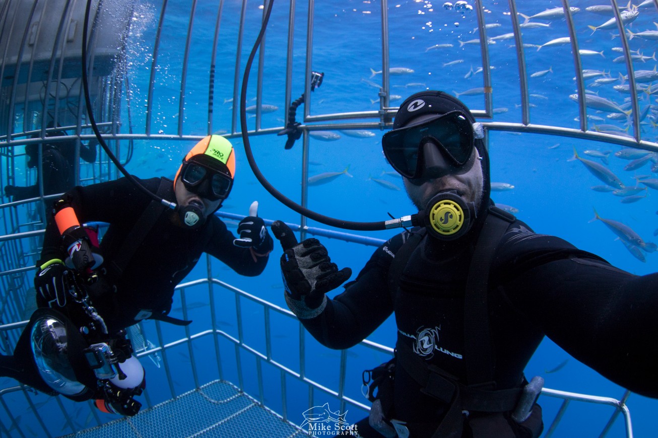 shark cage diving tours in Baja, Mexico