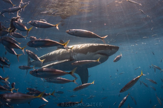 shark cage diving tours in Baja, Mexico