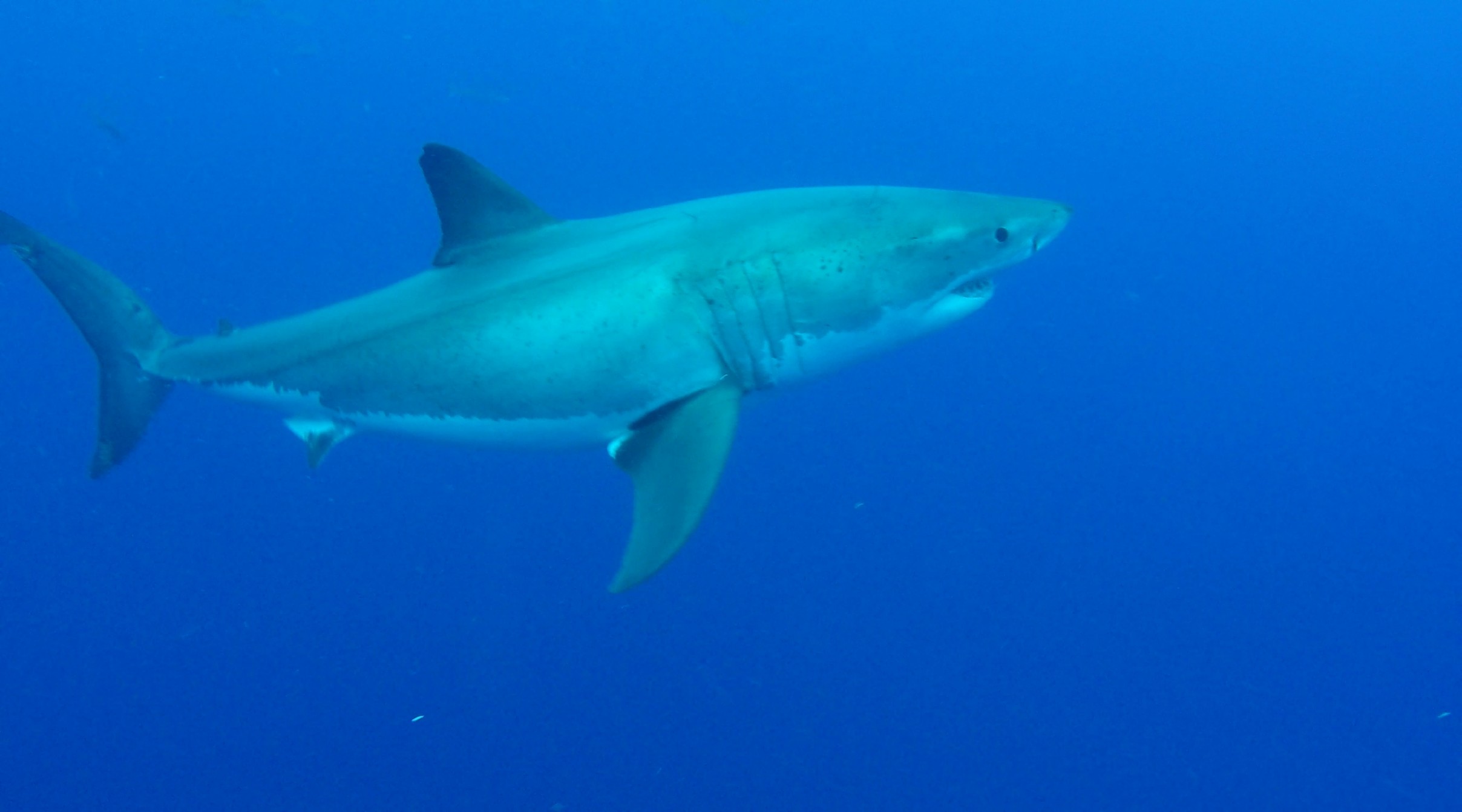 Great whites, plus bonus marine life