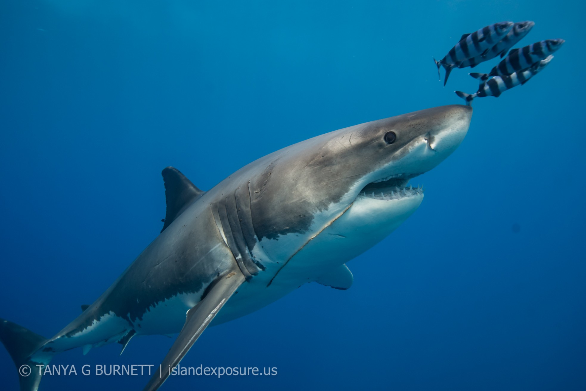 shark cage diving tours in Baja, Mexico