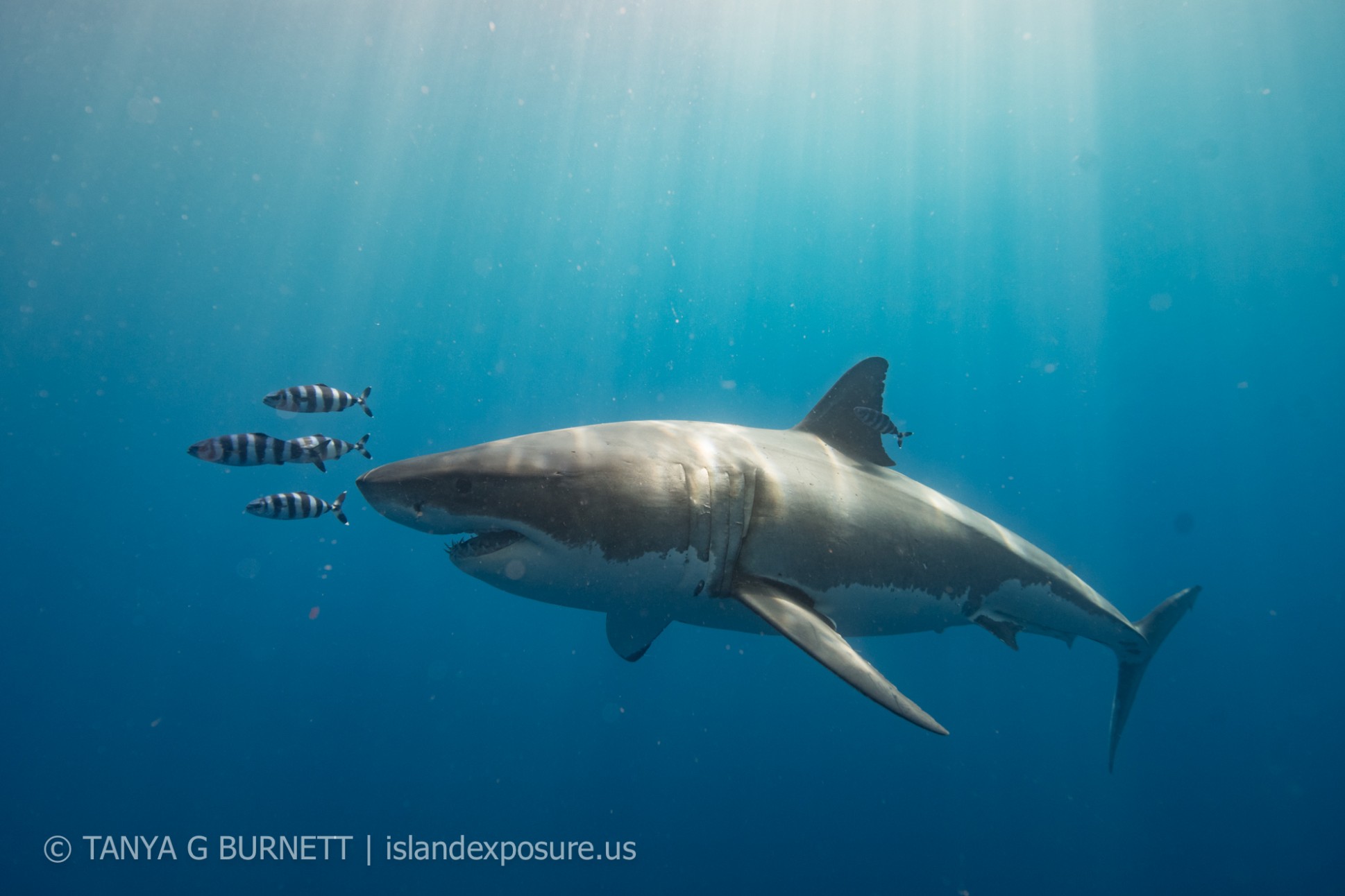 Close encounters with big sharks