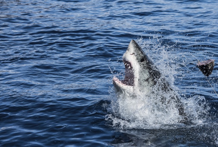 Shark Breach
