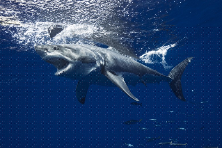 Day 1 Dives: Sharks before breakfast