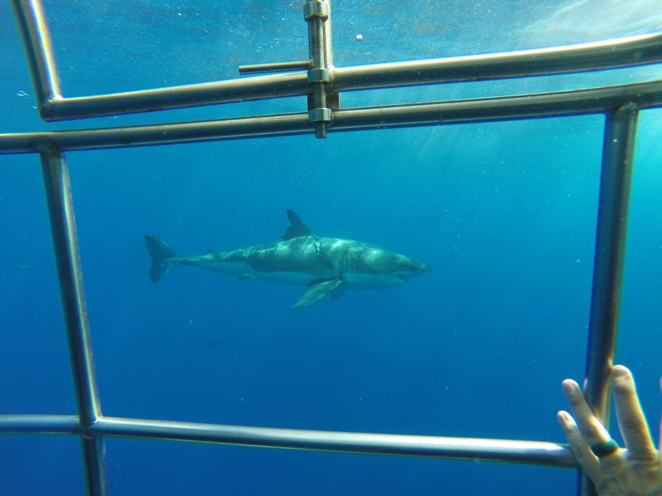 6 dives, 7 sharks