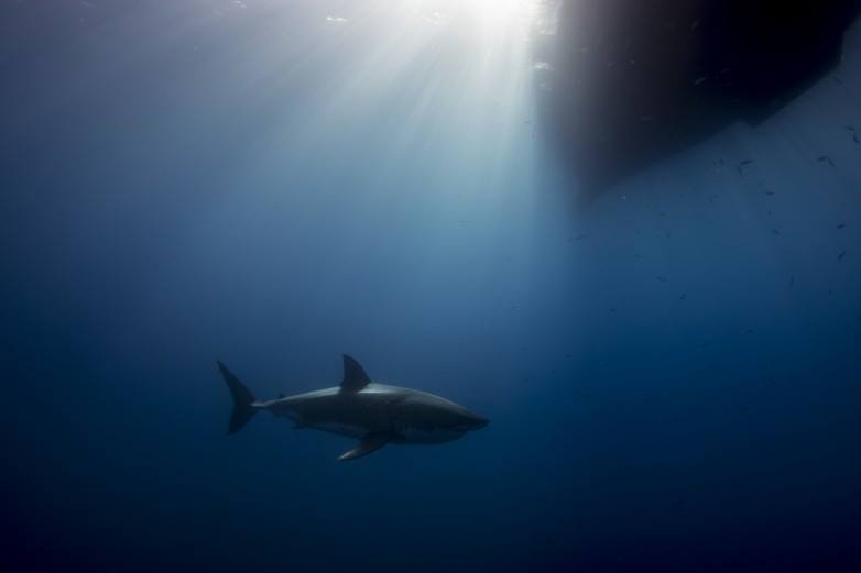 shark cage diving tours in Baja, Mexico