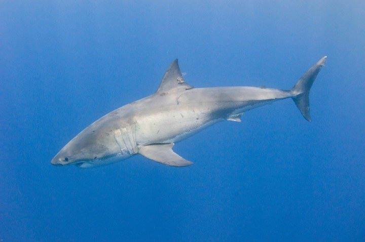 Great Whites up with the morning sun
