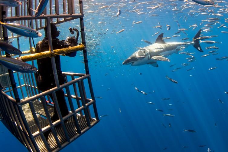 Seal taunts Great White Shark?