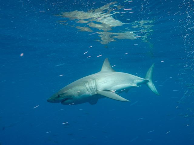 White sharks – in full detail & character