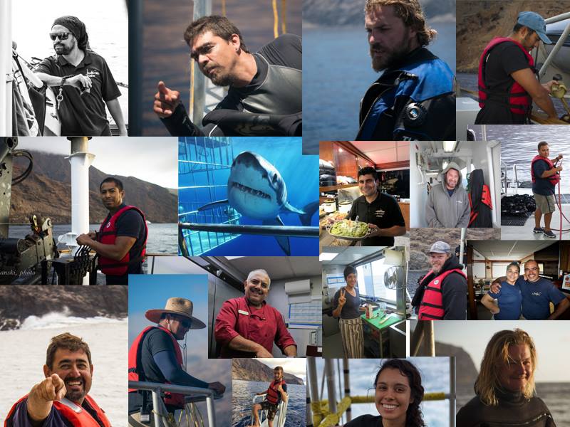 First Class Shark Diving Experience