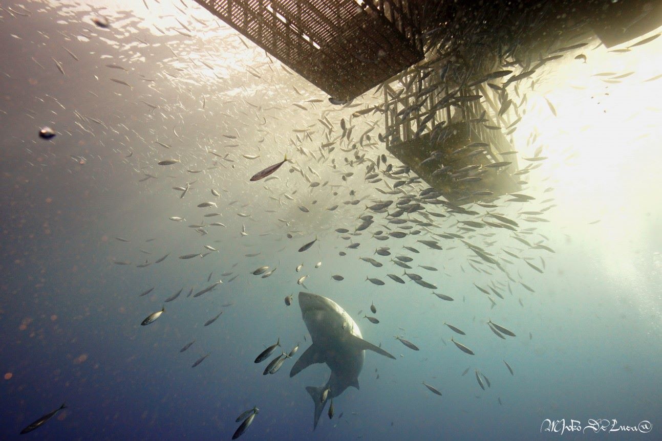 shark cage diving in Baja, Mexico