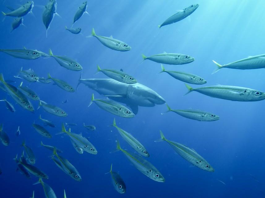 Scuba diving tours in the Sea of Cortez
