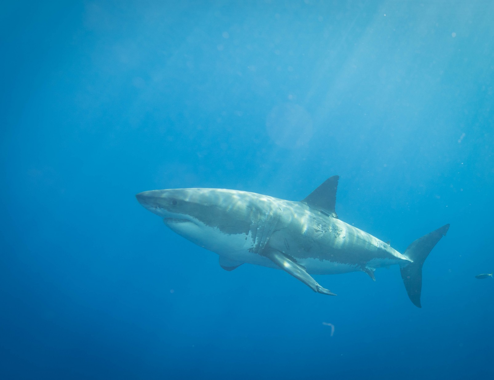 Guadalupe – unbeatable visibility & sharks