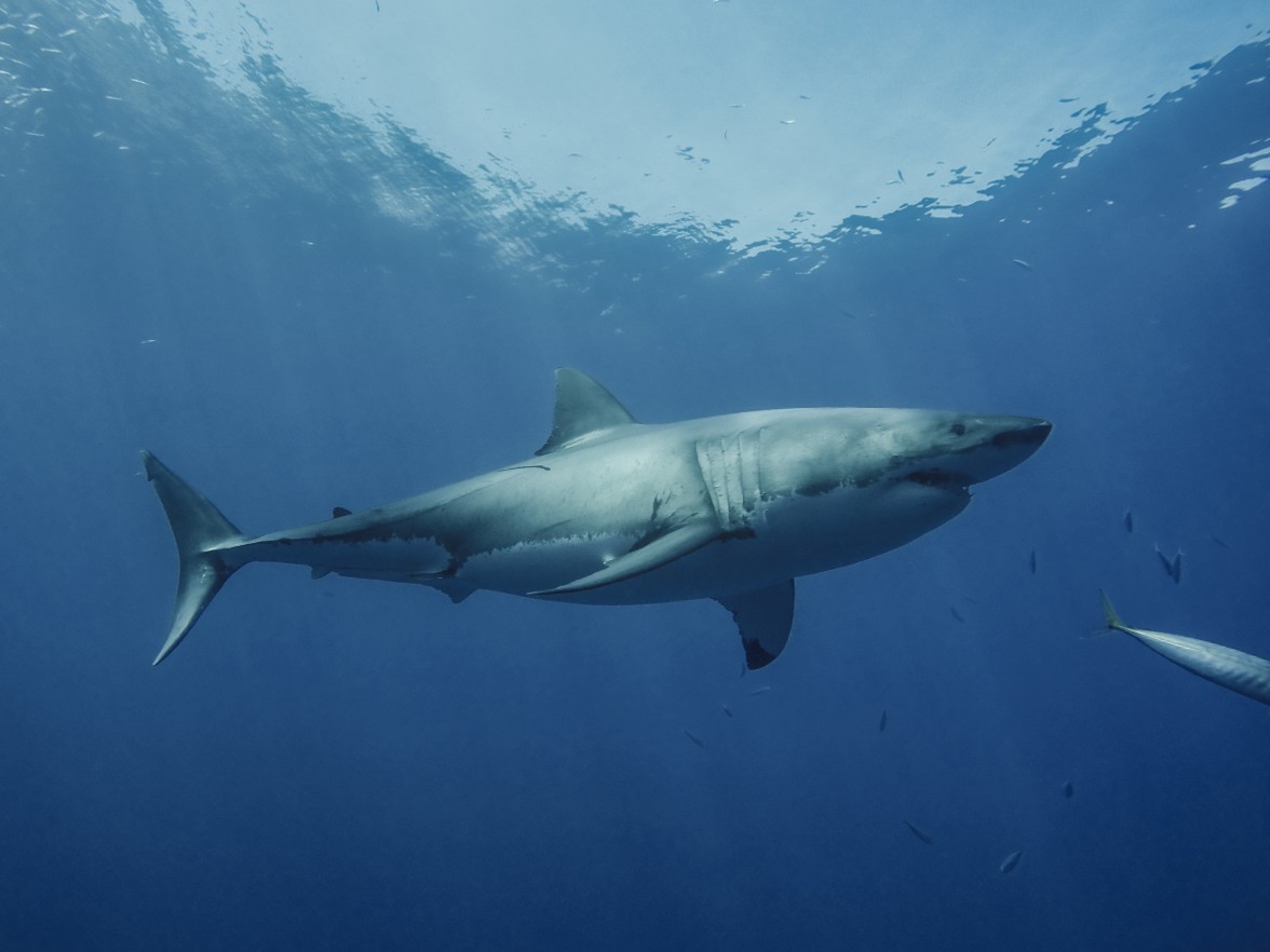 shark cage diving in Baja, Mexico