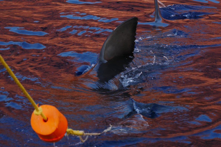 Watching the great white’s stroll