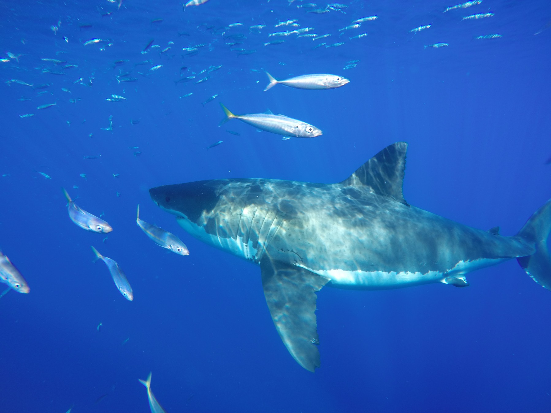 Converted Shark Skeptics!