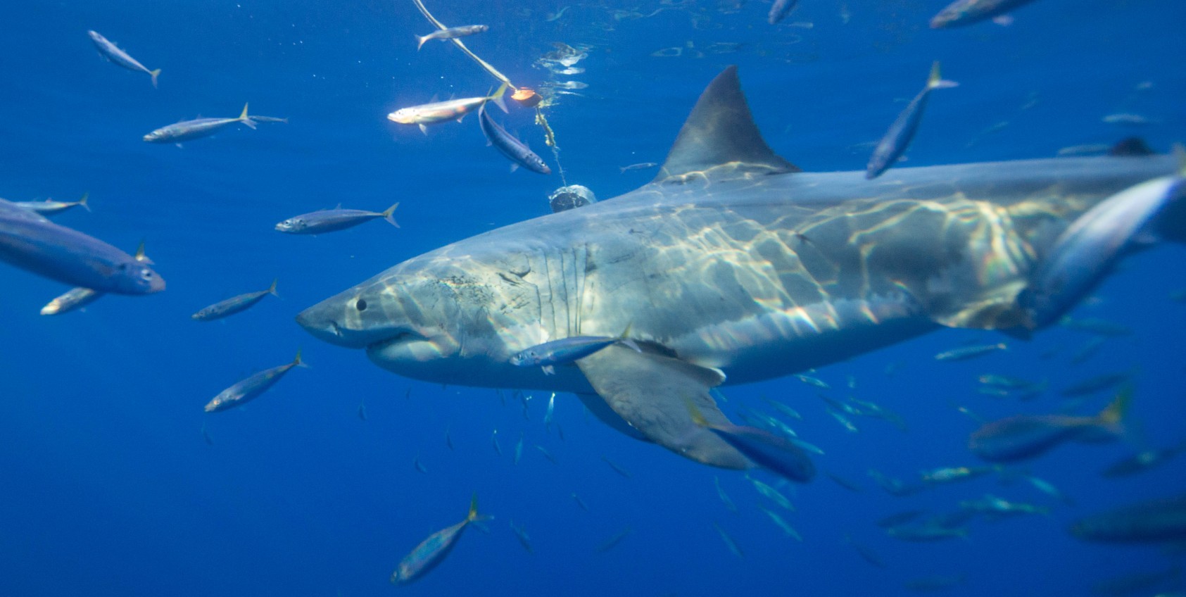 Enjoying the ship & sharks!