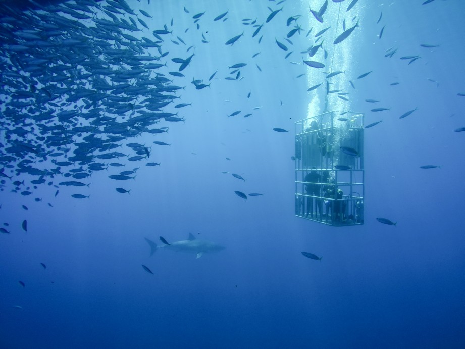 New Female Great White in Guadalupe?
