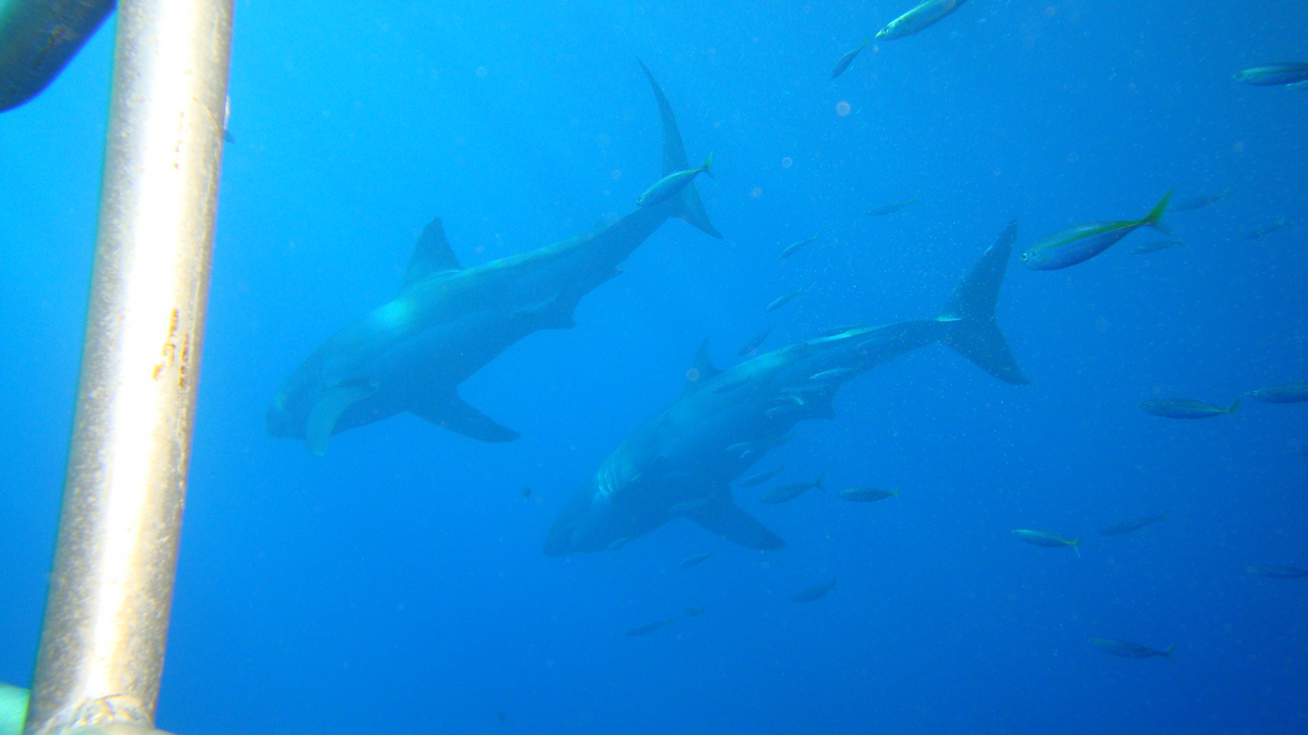 The Sharks were more than you could imagine!