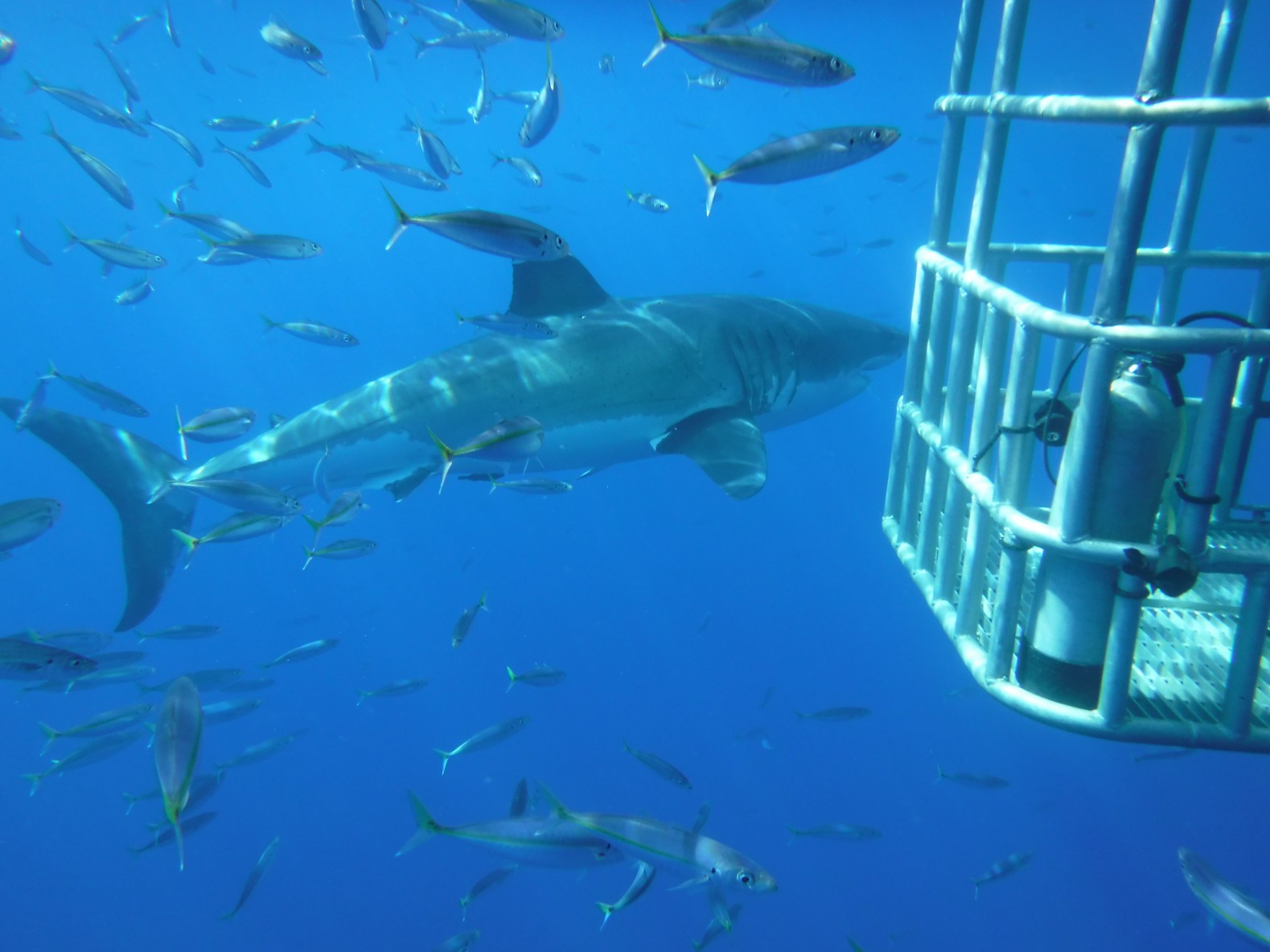 shark cage diving in Baja, Mexico
