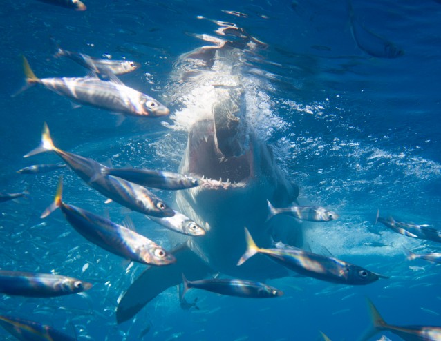 shark cage diving in Baja, Mexico