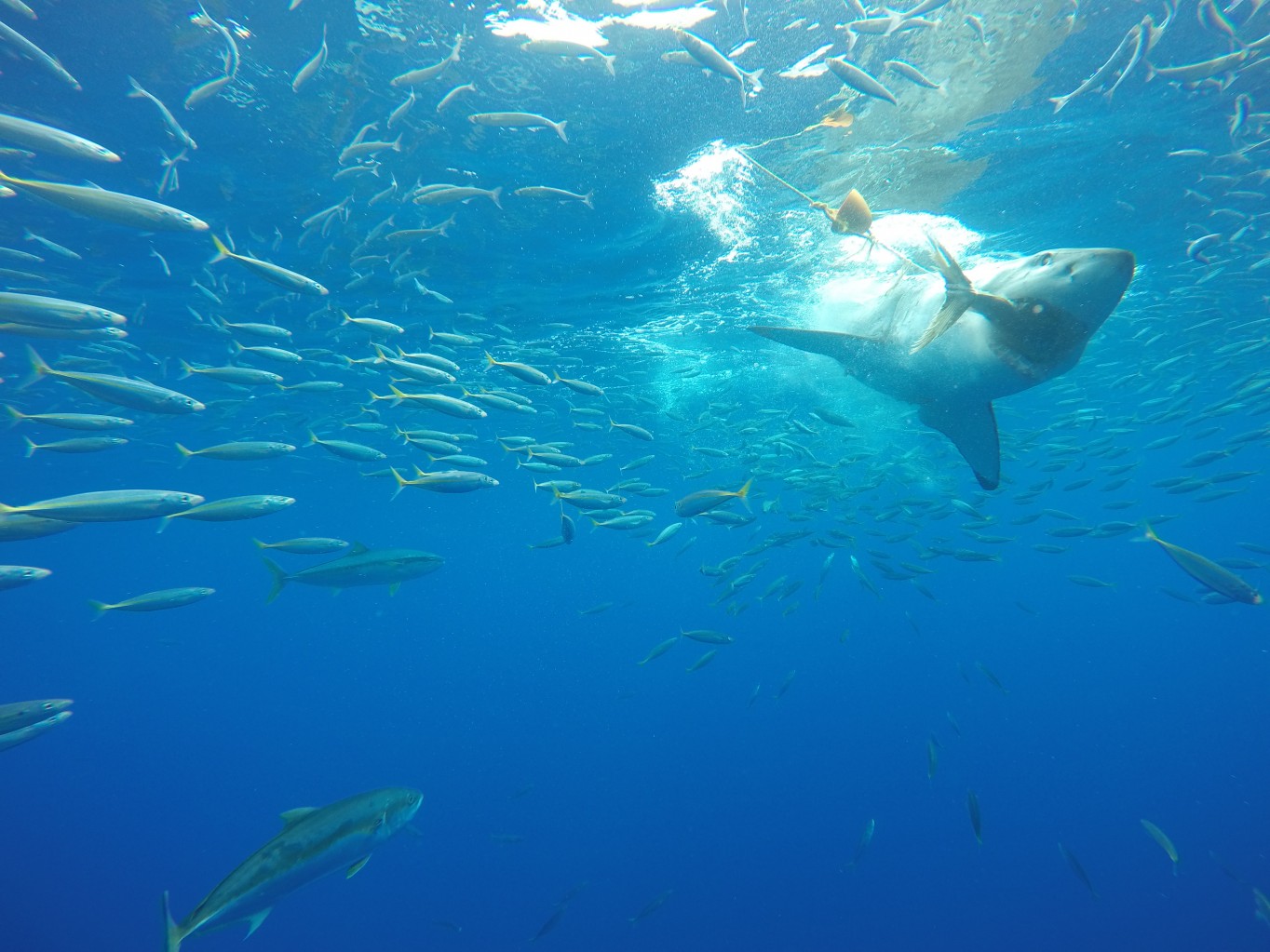 Meeting a dream shark