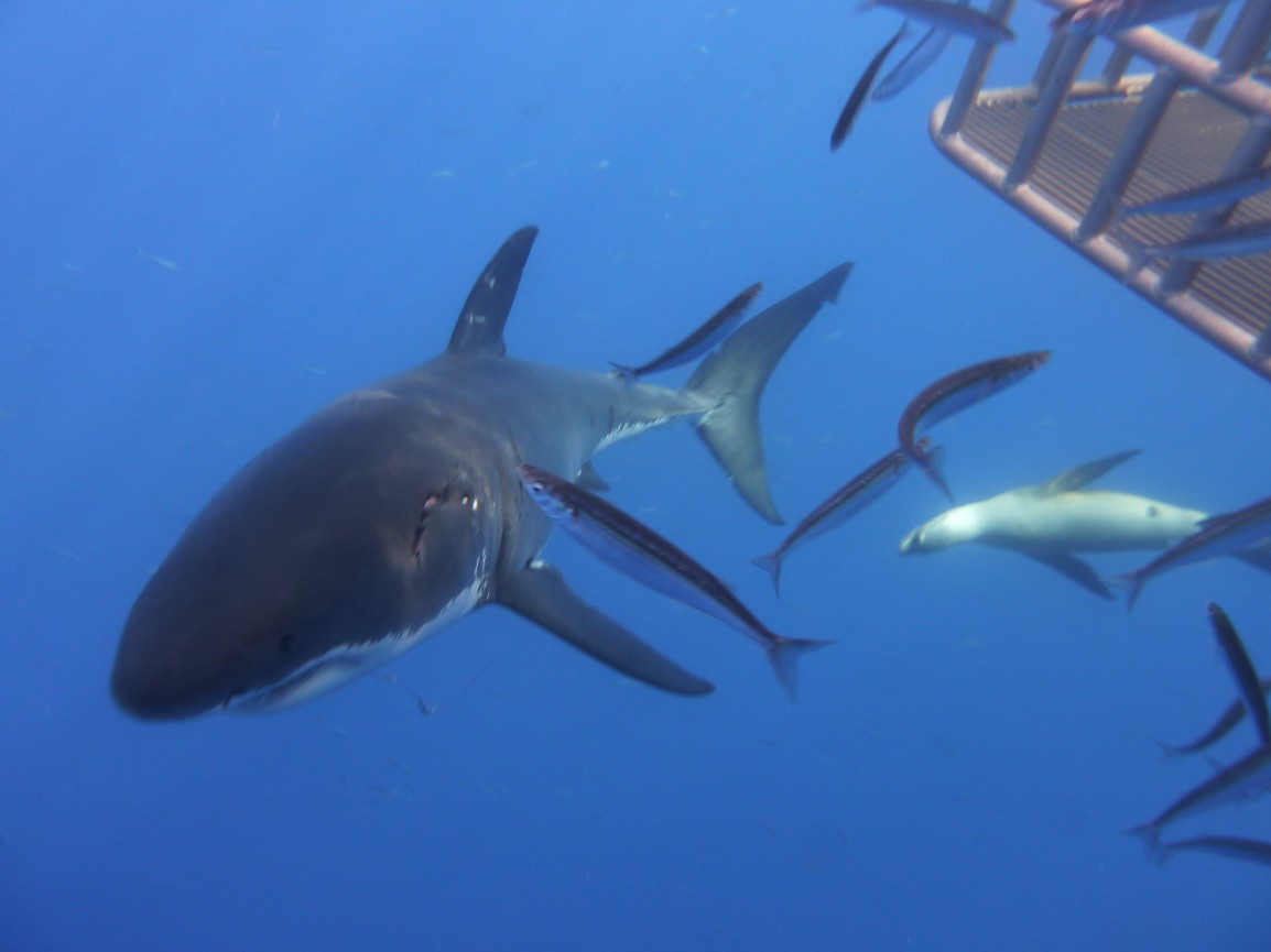 Eat, Sleep, Dive, Repeat!