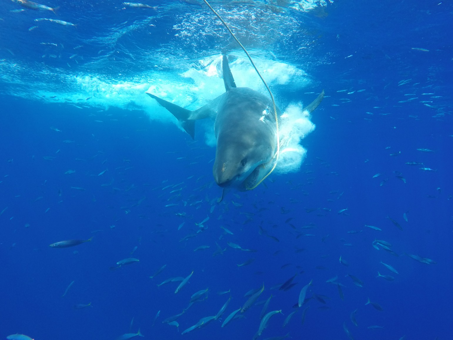 Words from the Crew! – "Tuna Chainsaw Sunrise"