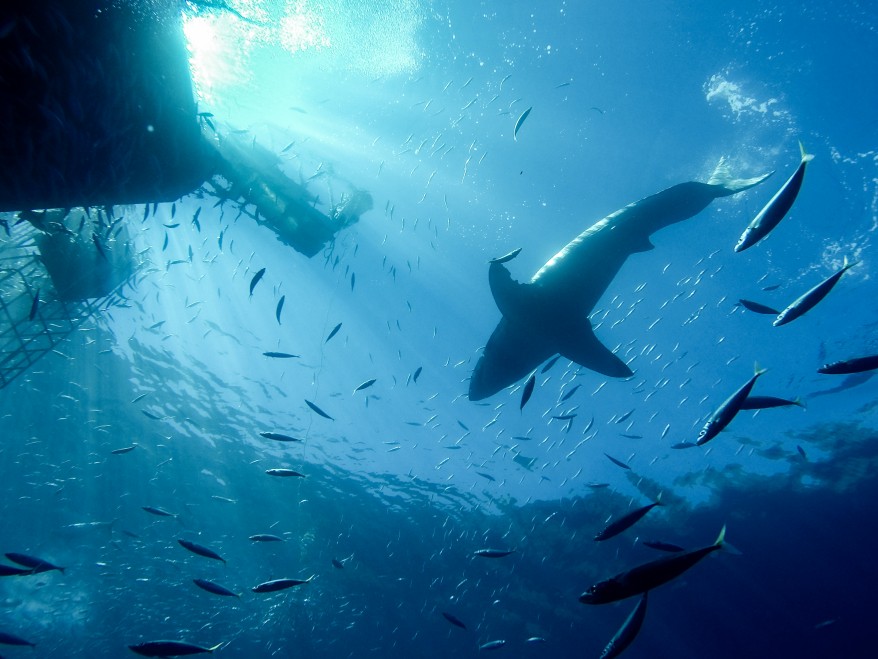 shark cage diving in Baja, Mexico