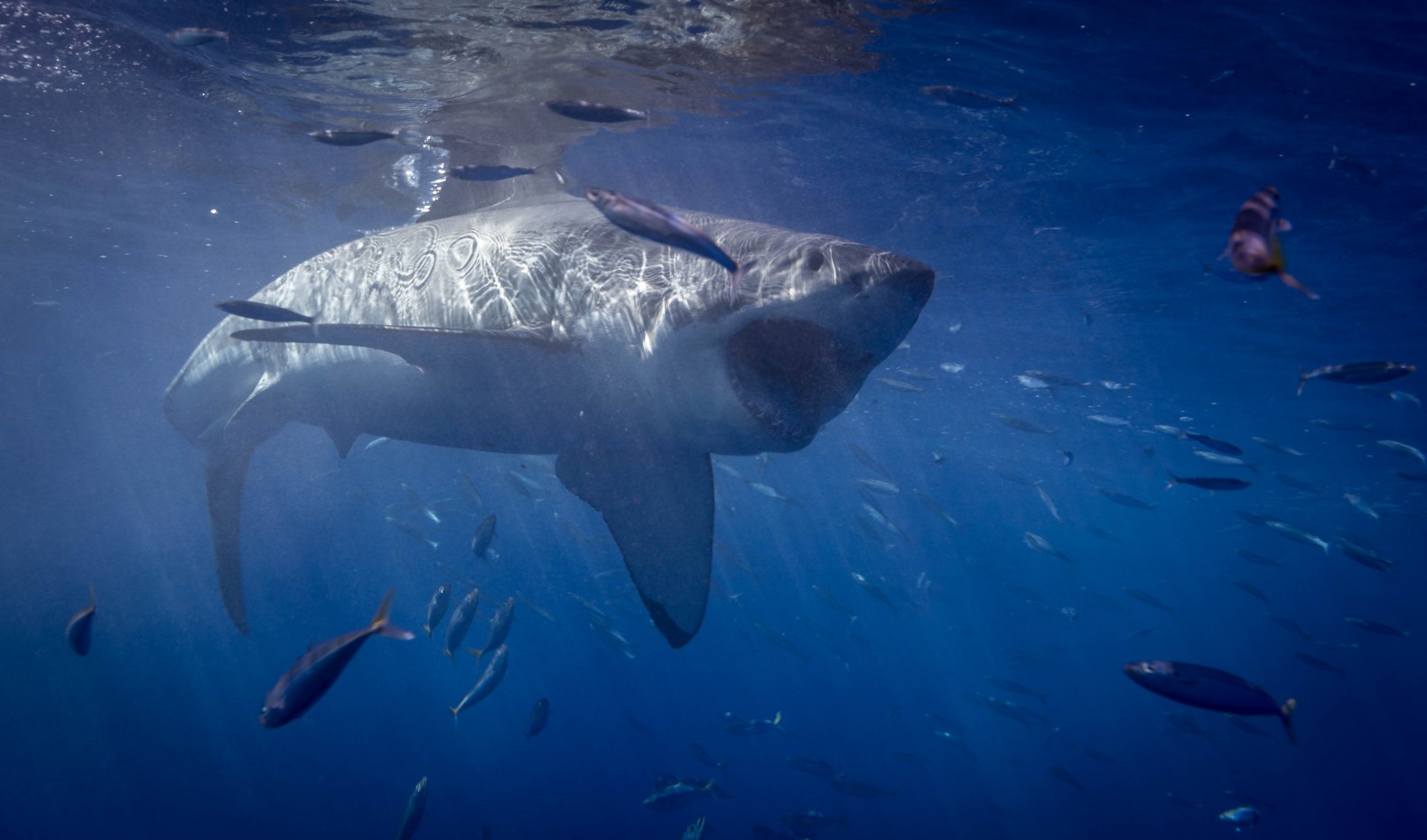 shark cage diving in Baja, Mexico