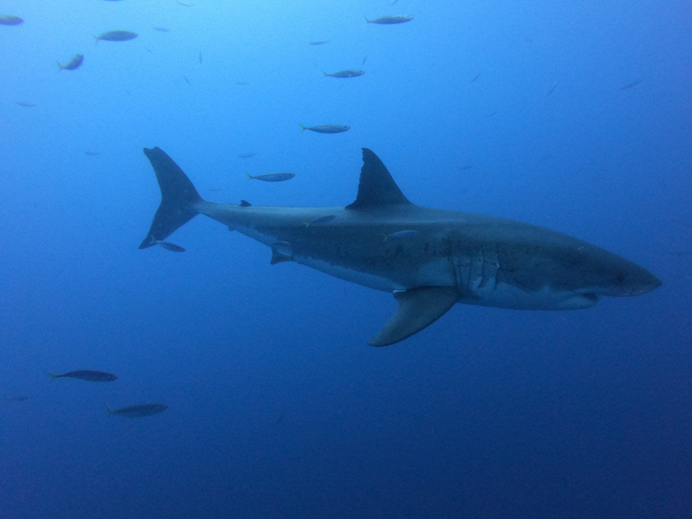 shark cage diving in Baja, Mexico