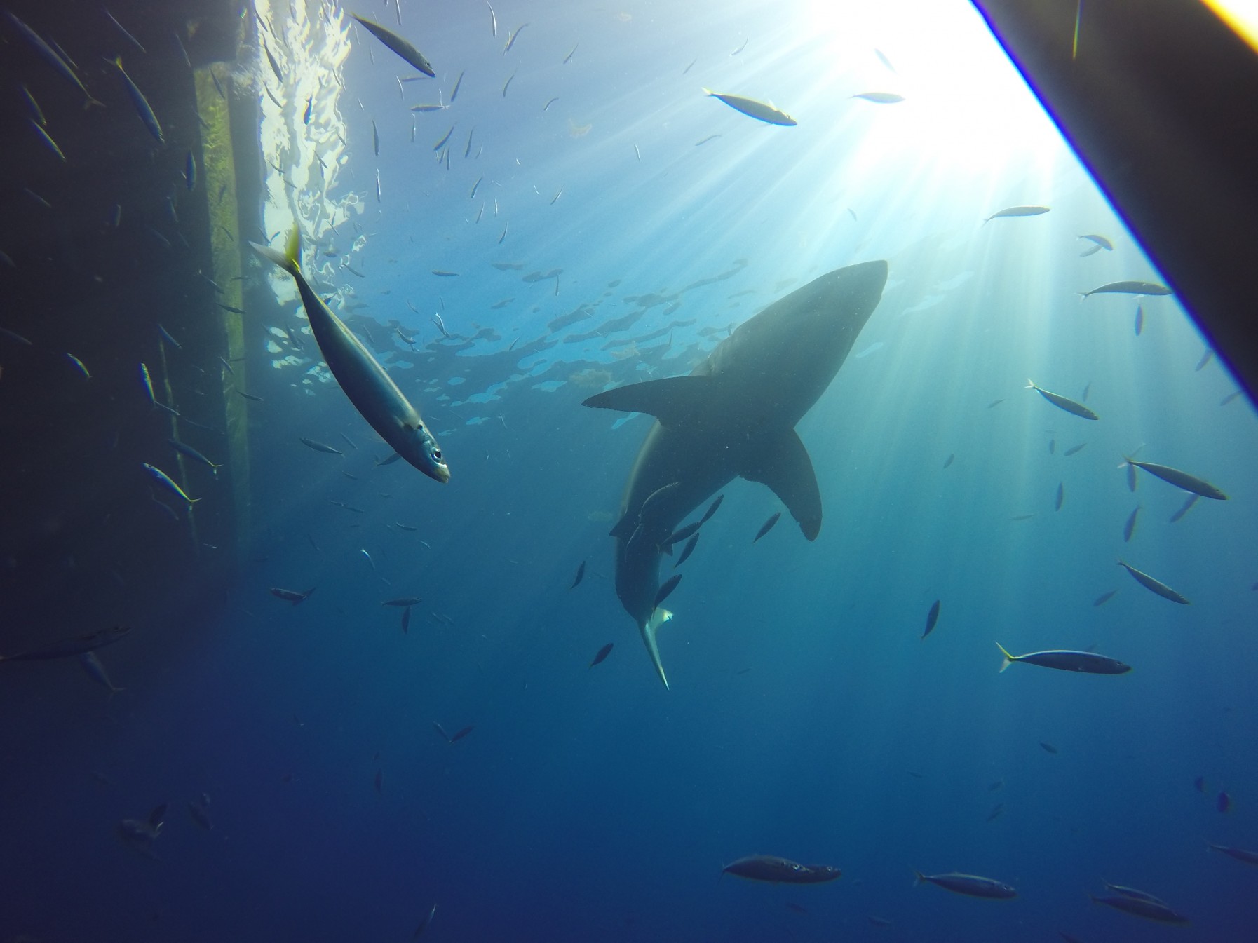 shark cage diving in Baja, Mexico