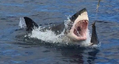 shark cage diving in Baja, Mexico