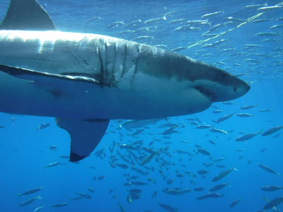 shark cage diving in Baja, Mexico