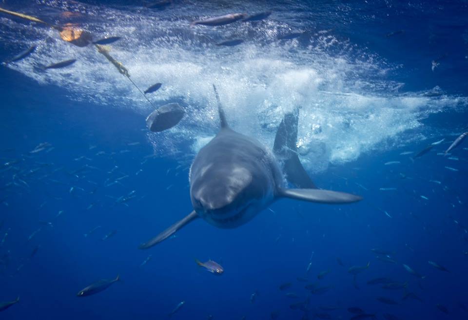 Stepping into the company of great whites