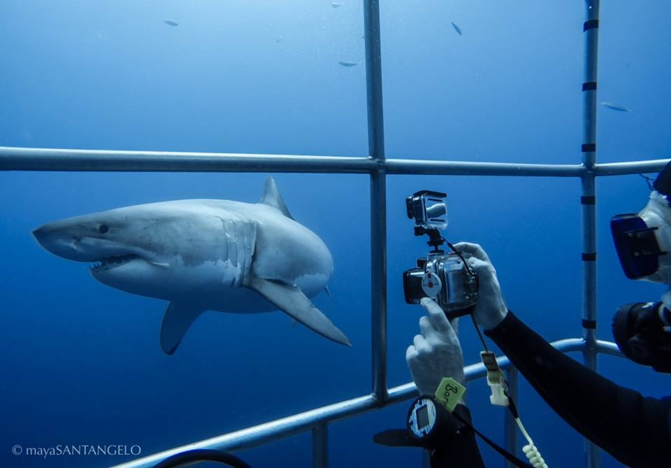 shark cage diving in Baja, Mexico