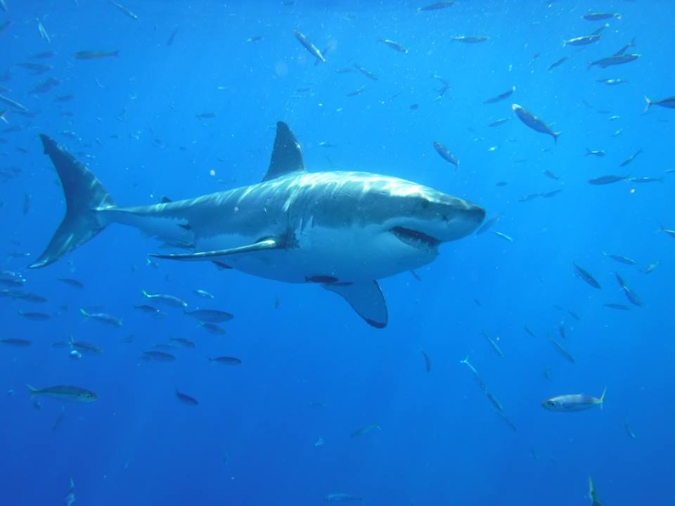 shark cage diving in Baja, Mexico